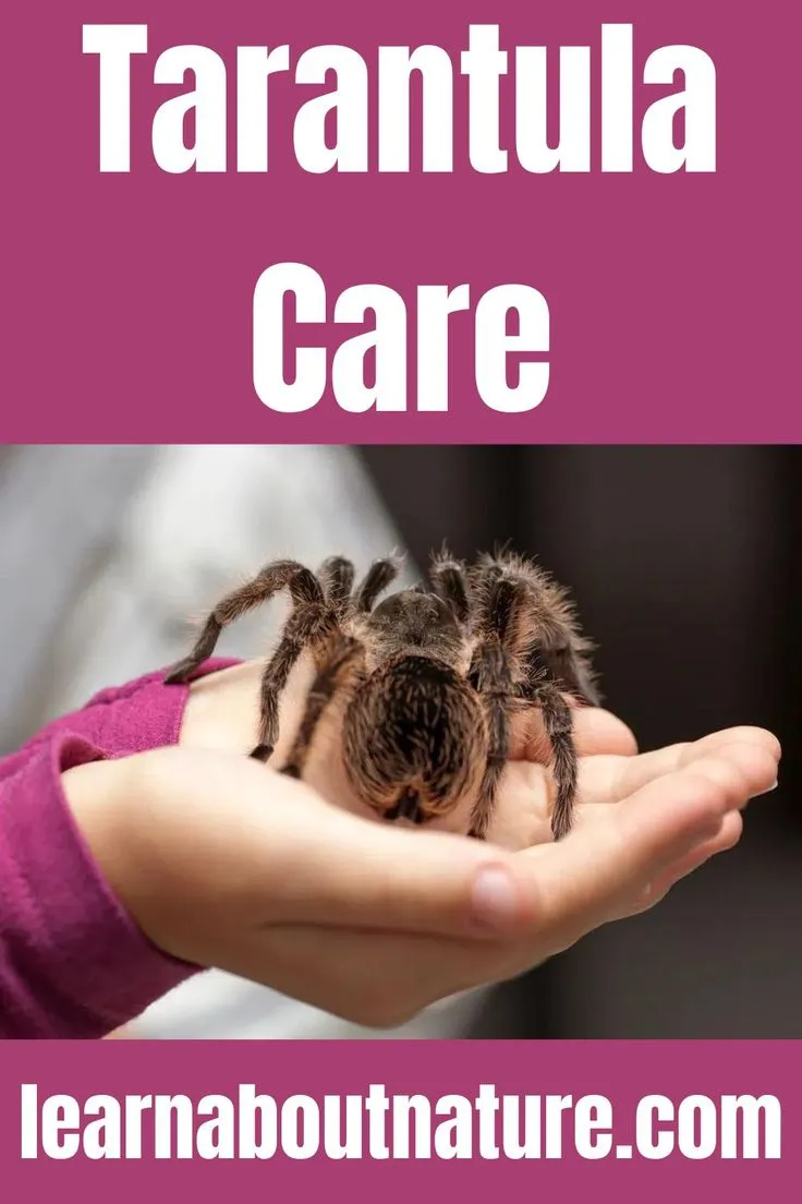 20289 tarantula cricket breeding