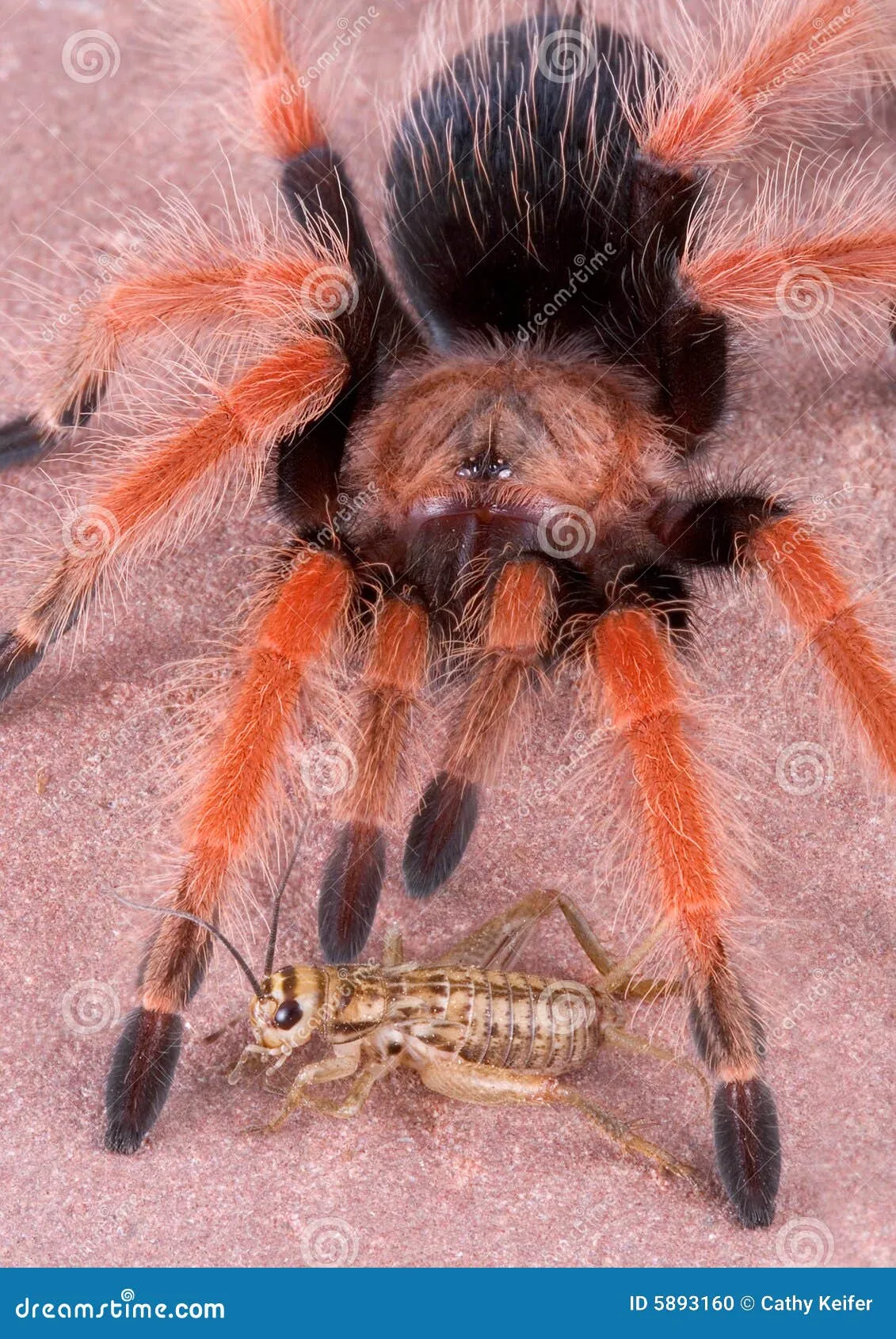 20289 tarantula cricket cleaning