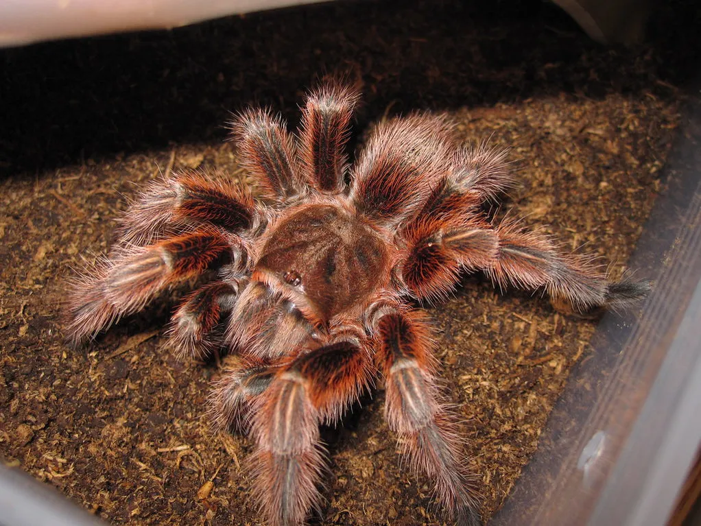 /img/20289-tarantula-cricket-environment.webp