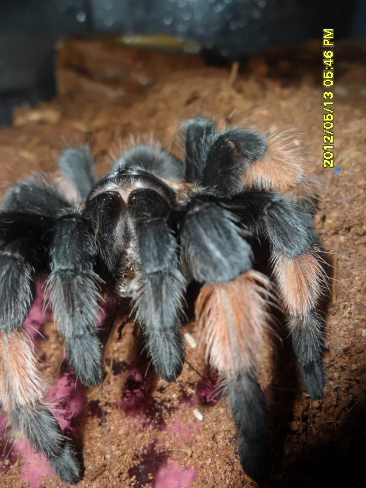 20289 tarantula cricket feeding