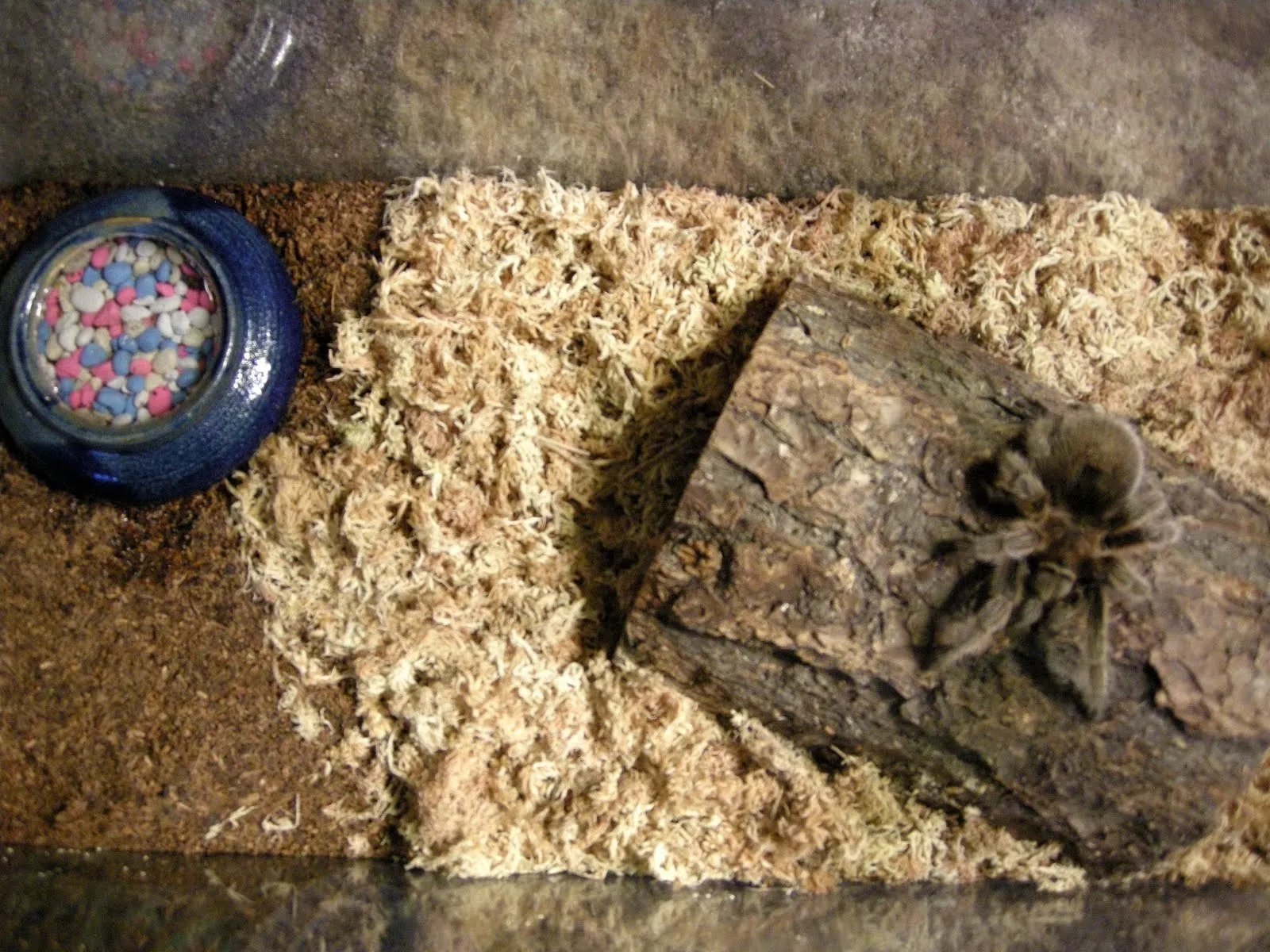 20289 tarantula cricket substrate