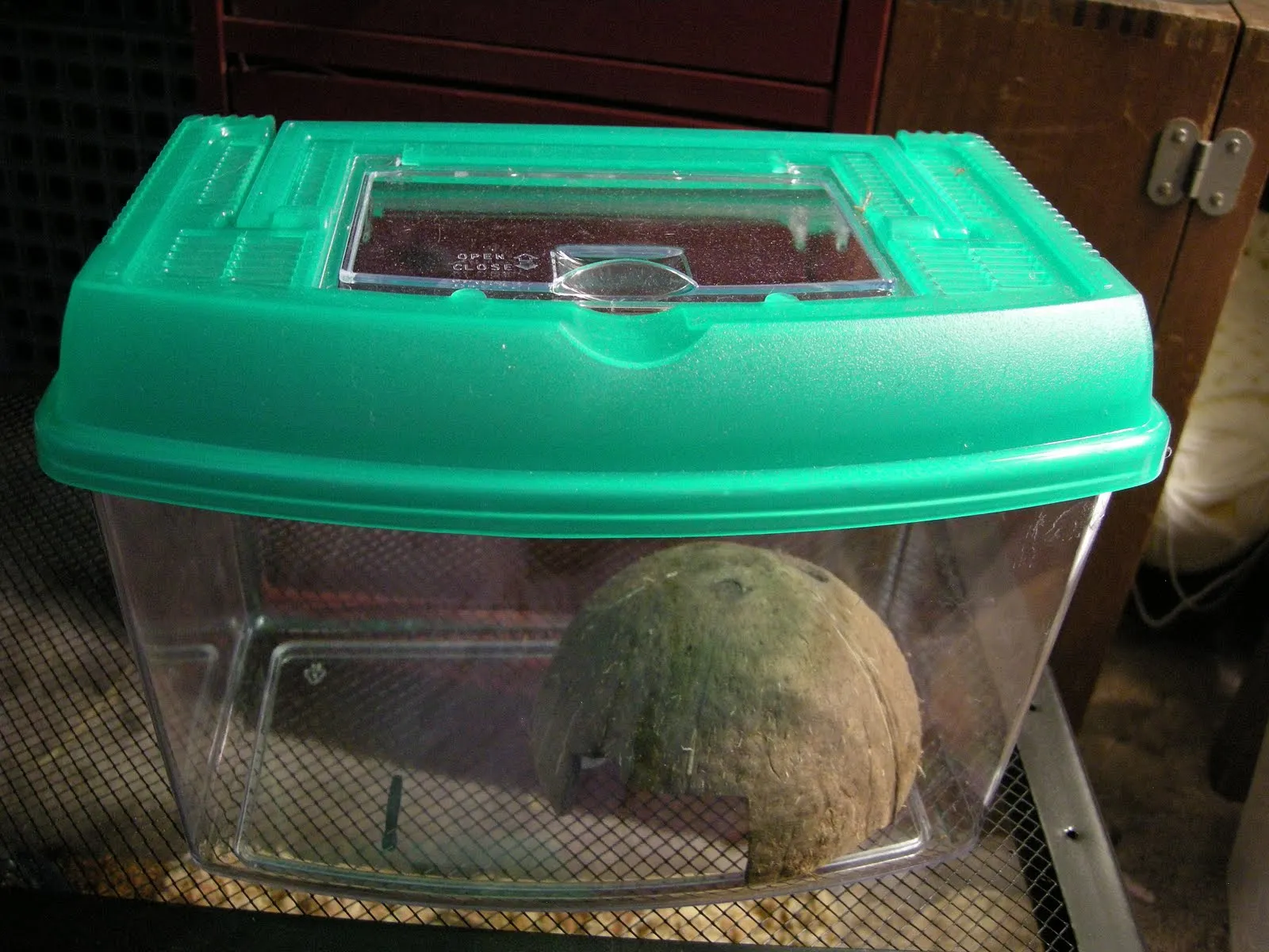 20289 tarantula cricket water source