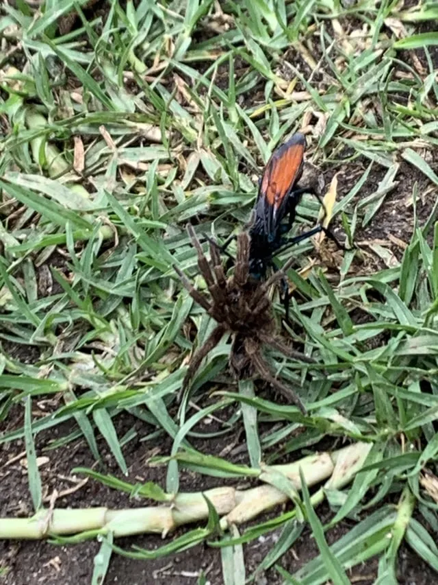 20291 combat screenshot