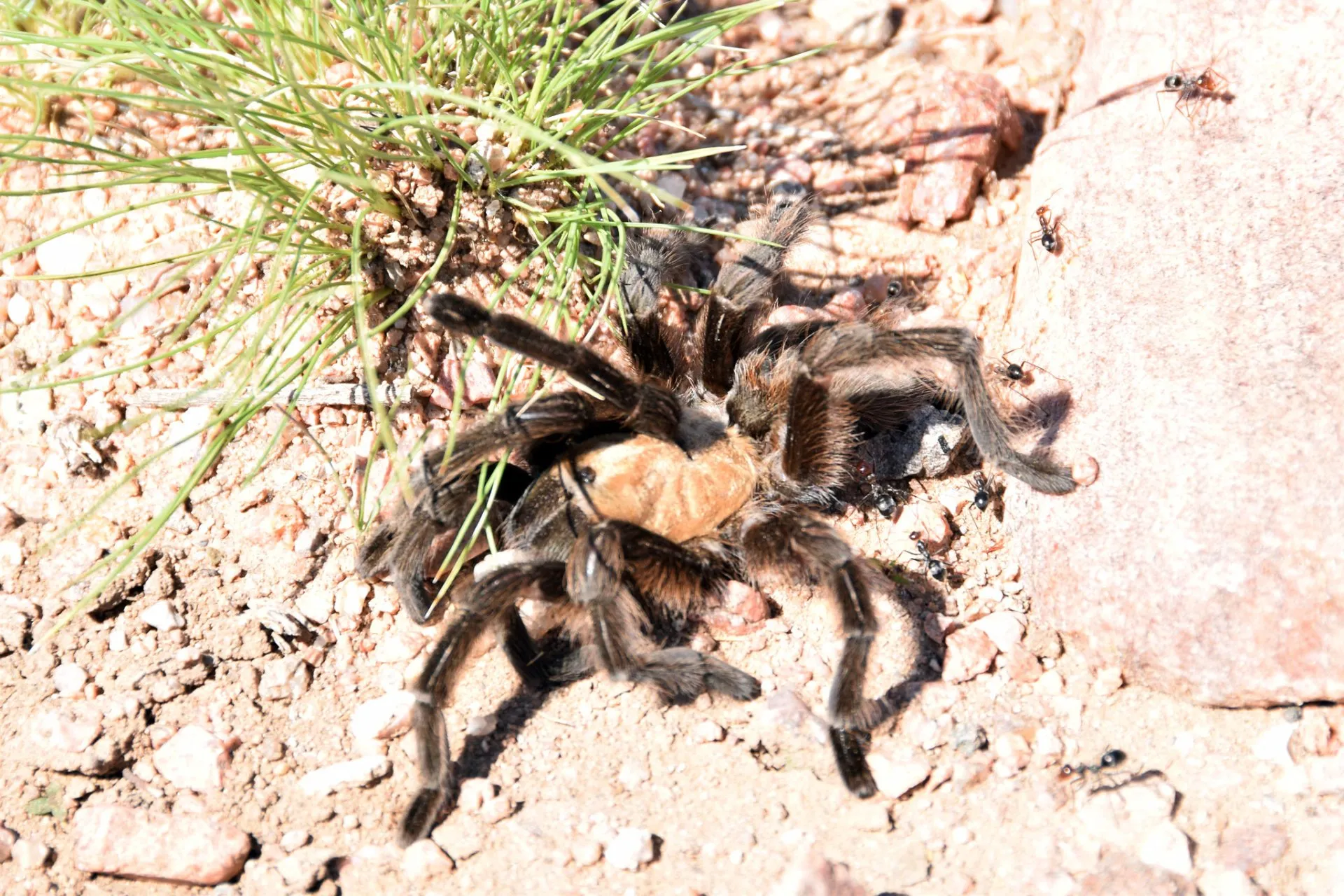 20293 new mexico tarantula species