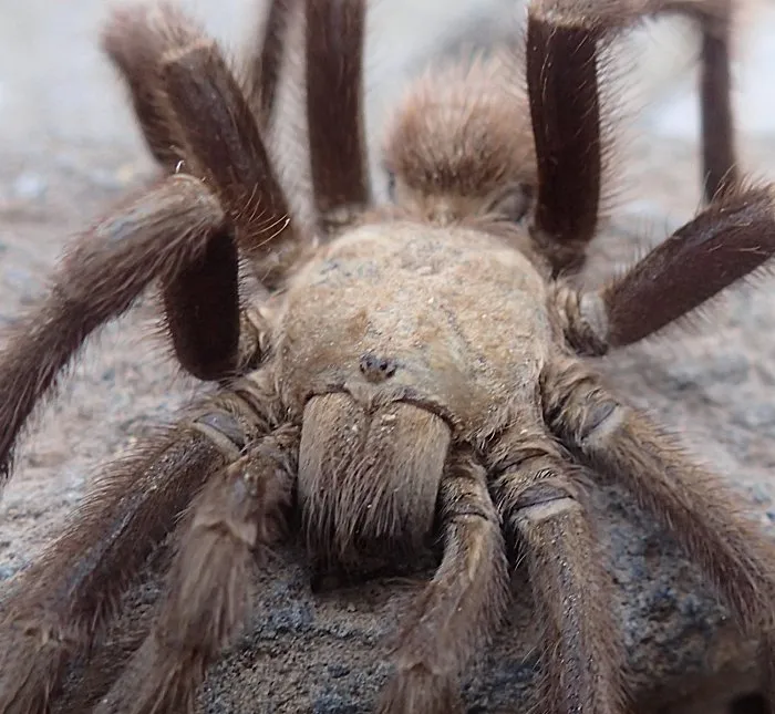 /img/20293-tarantula-conservation.webp