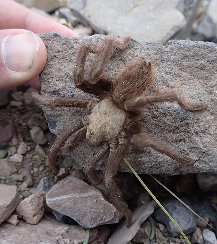 20293 tarantula ecosystem