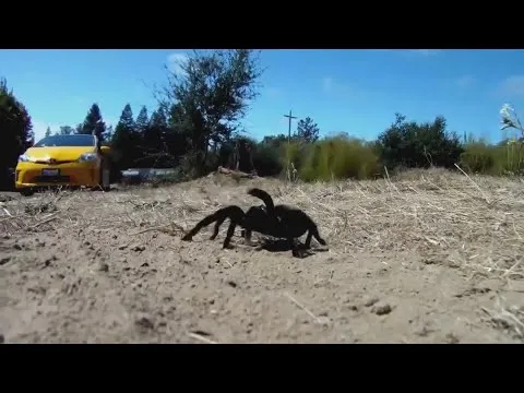 20293 tarantula migration road