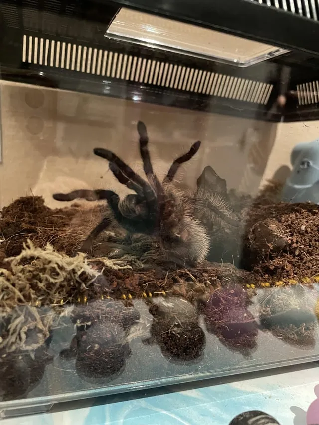 20295 curly haired tarantula close up