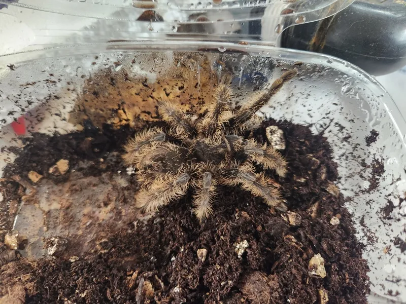 20295 curly haired tarantula habitat