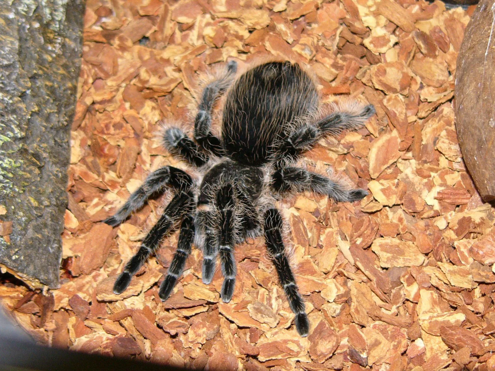 20295 curly haired tarantula handling