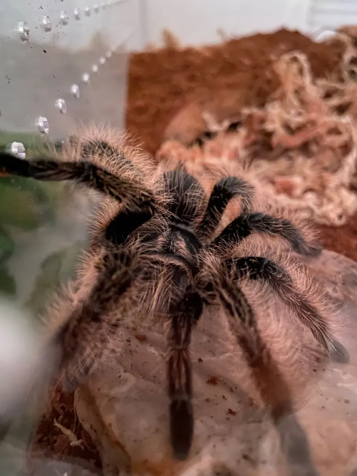 20295 curly haired tarantula overview