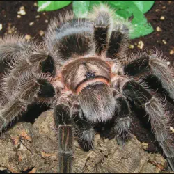 /img/20295-curly-haired-tarantula-size-comparison.webp