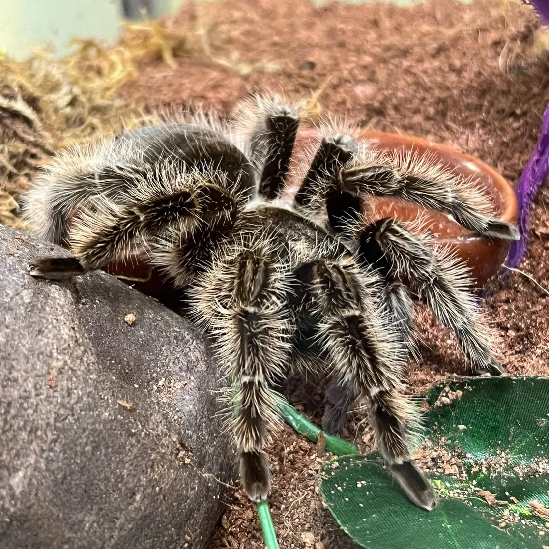 20295 feeding curly haired tarantula