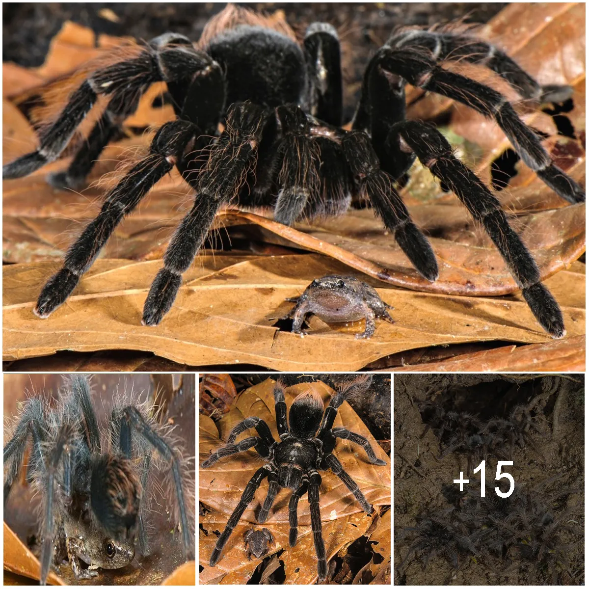 20298 giant tarantula overview