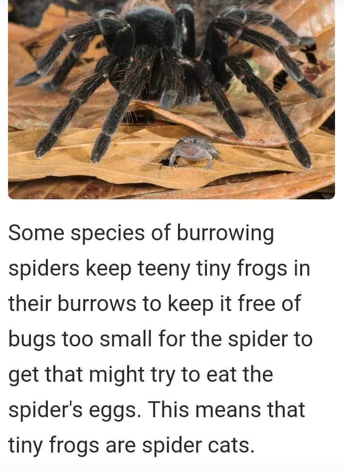 20298 tarantula habitat