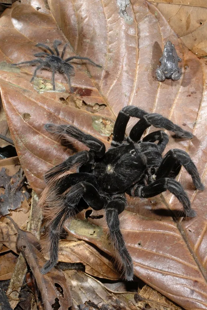 20298 tarantula size comparison