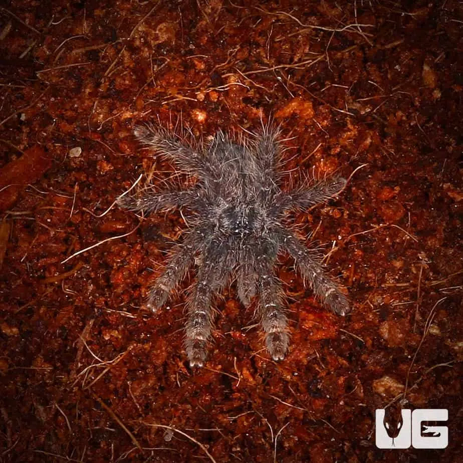 20301 featherleg baboon tarantula 4