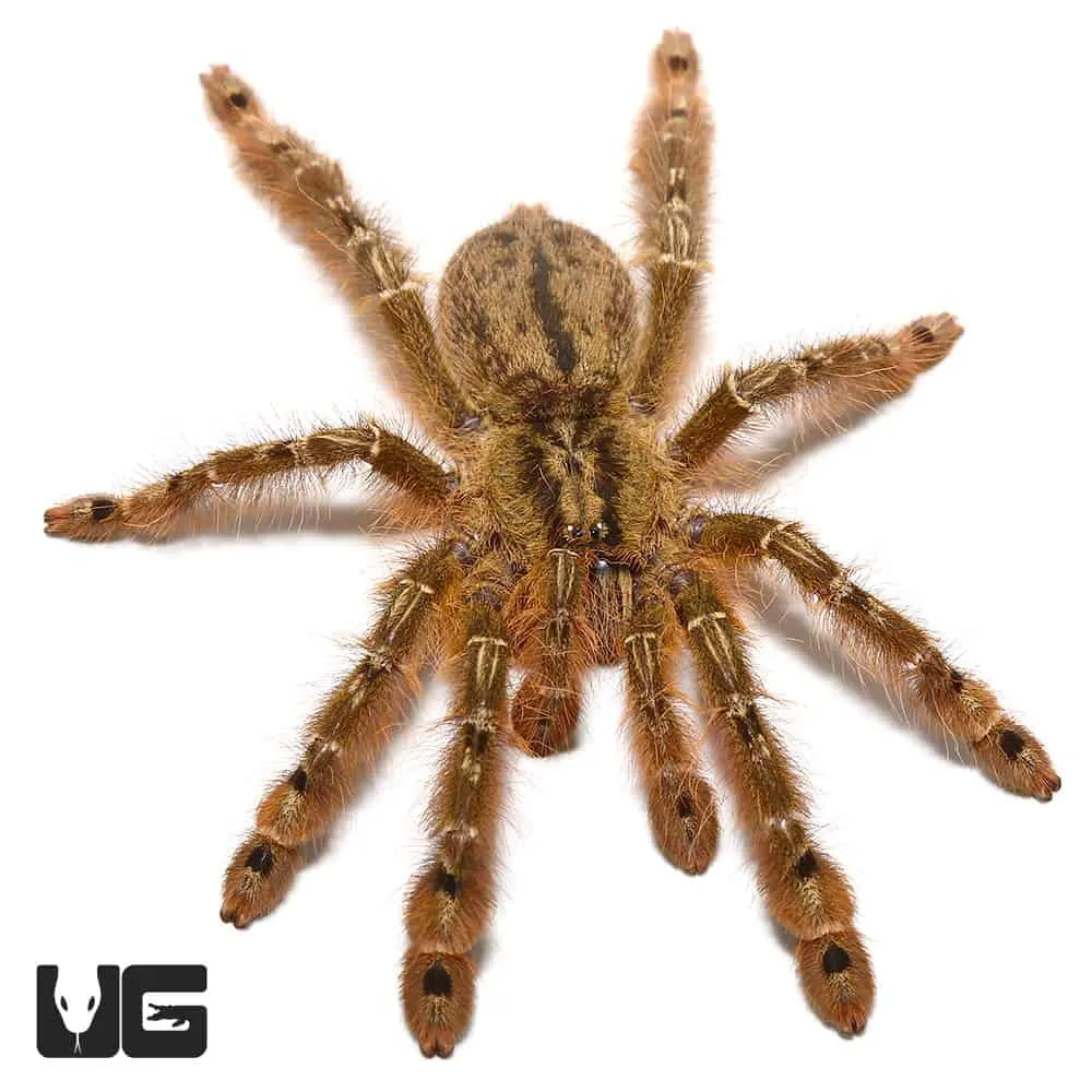 20301 featherleg baboon tarantula 5