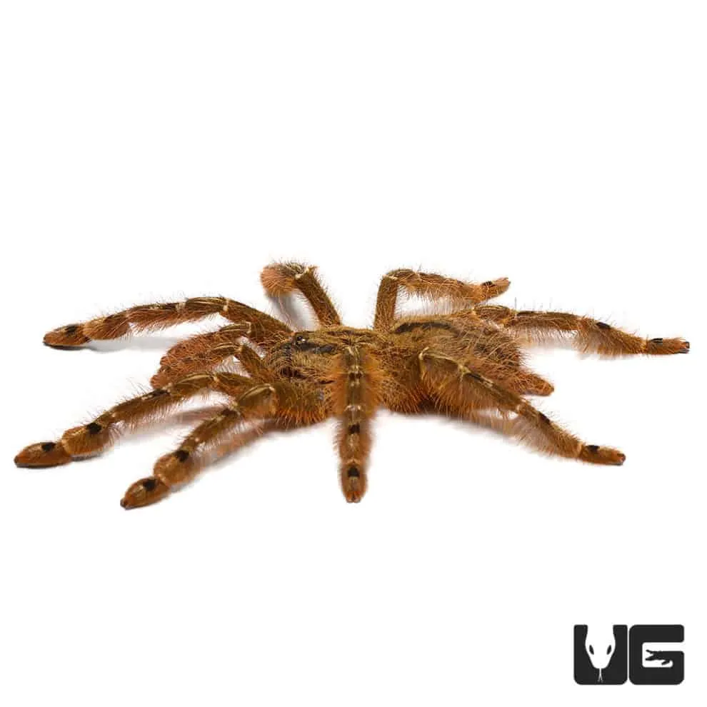 20301 featherleg baboon tarantula 6