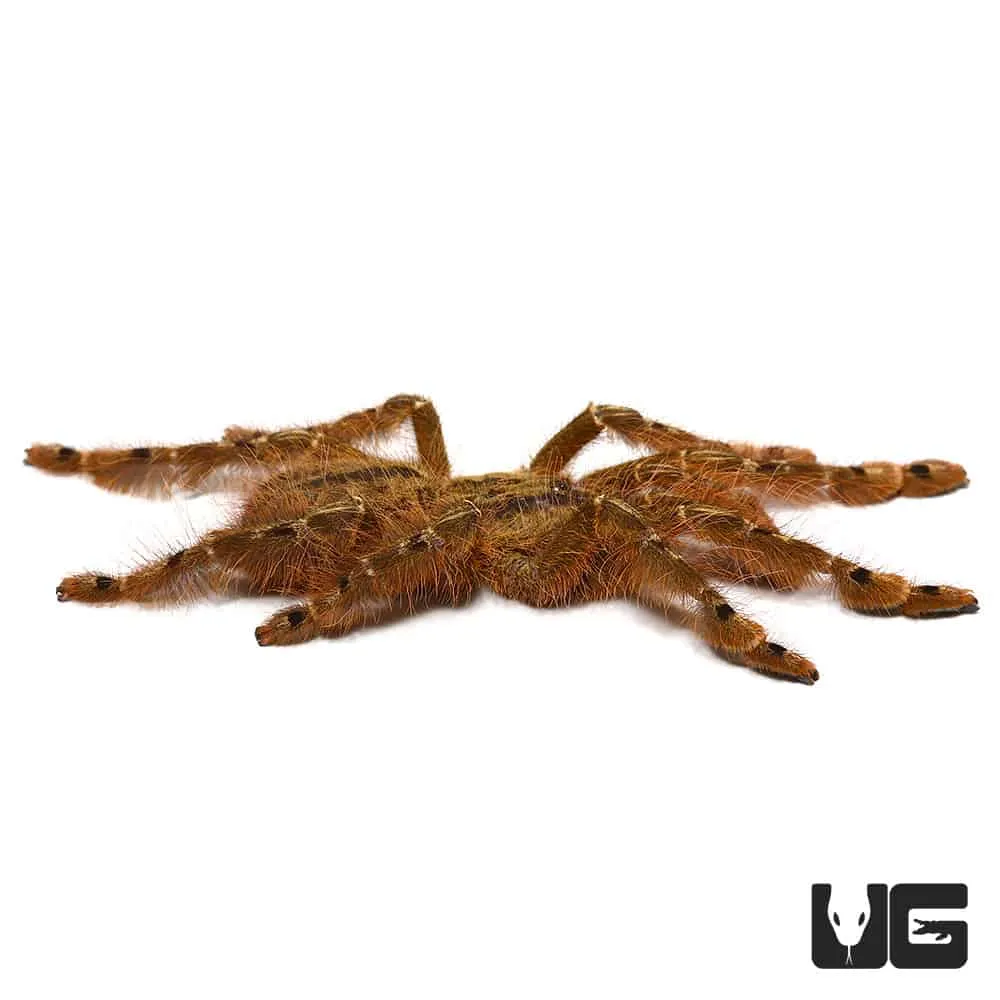 /img/20301-featherleg-baboon-tarantula-7.webp