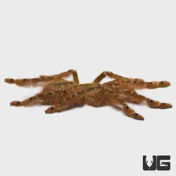/img/20301-featherleg-baboon-tarantula-7.webp