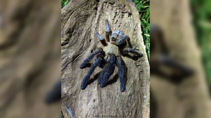 20302 mindanao tarantula diet