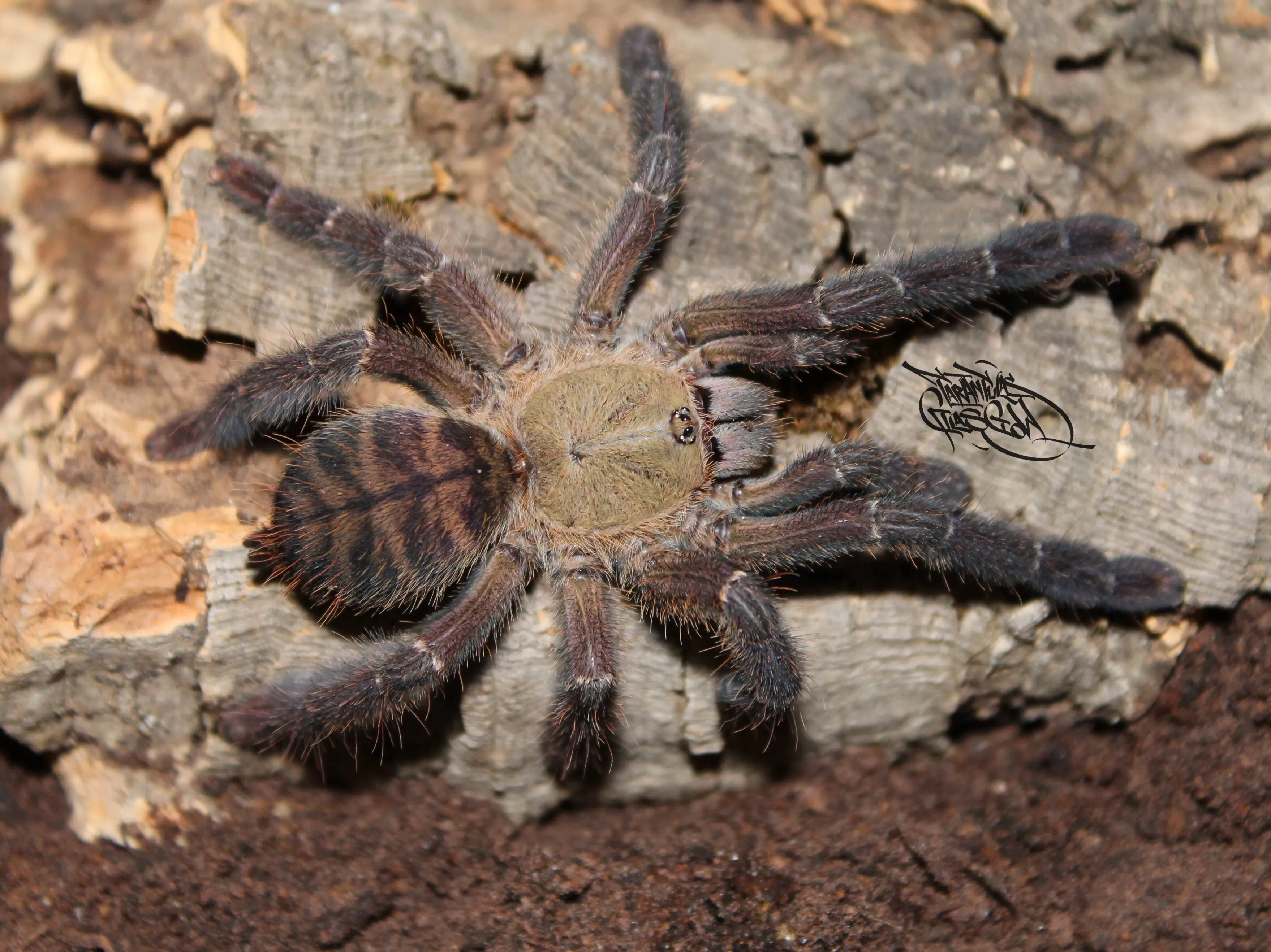 20302 mindanao tarantula habitat