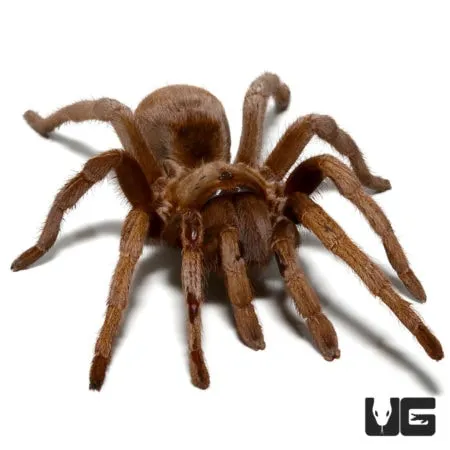 /img/20302-mindanao-tarantula-lifespan.webp