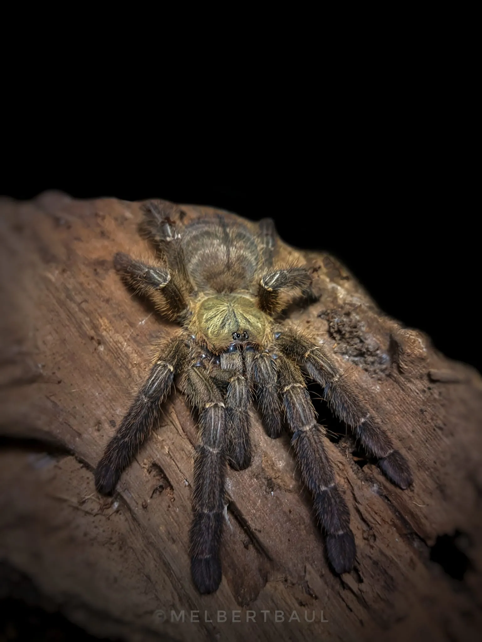 20302 mindanao tarantula predators