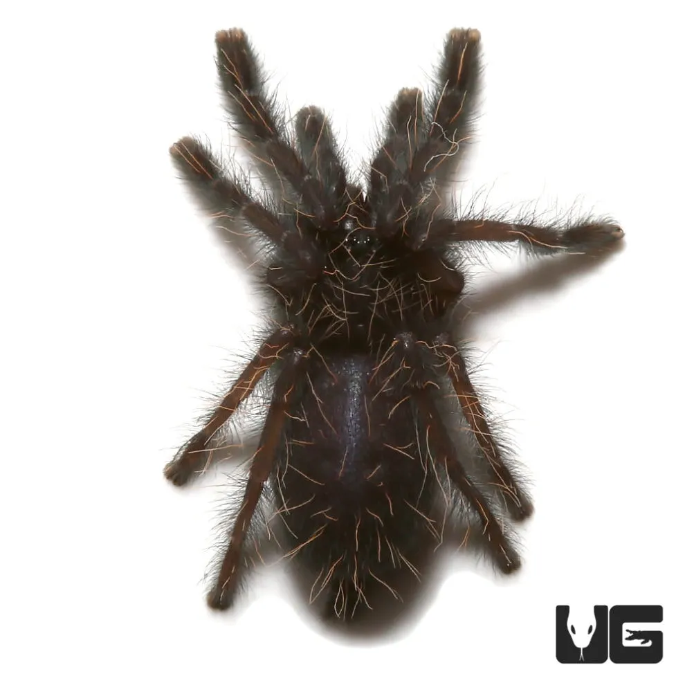 20302 mindanao tarantula size