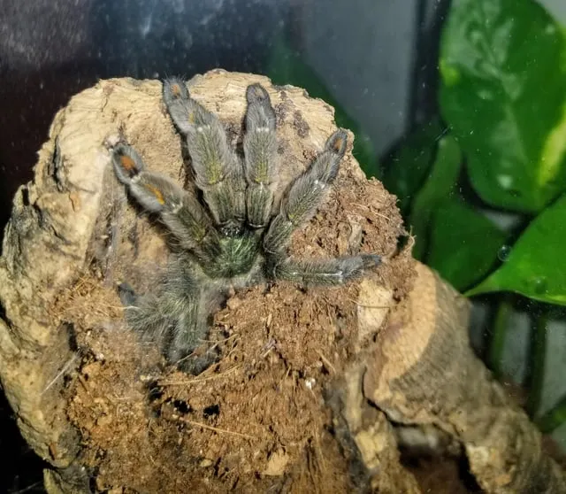 20303 tarantula and frog habitat