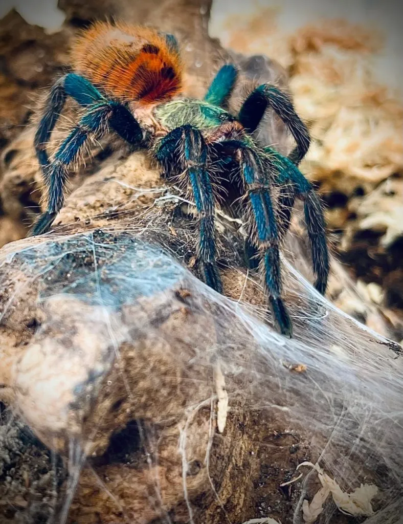 20304 tarantula spider