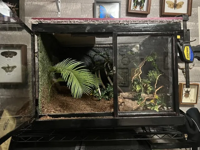 20305 tarantula habitat
