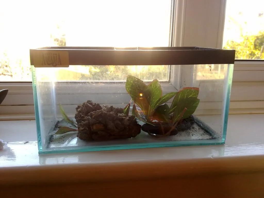 20305 tarantula water dish