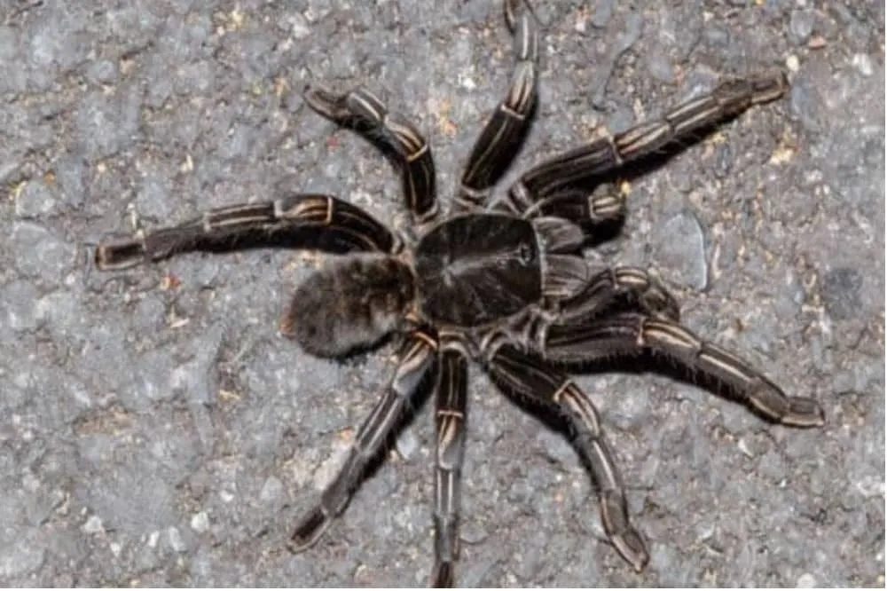 20306 zebra tarantula care