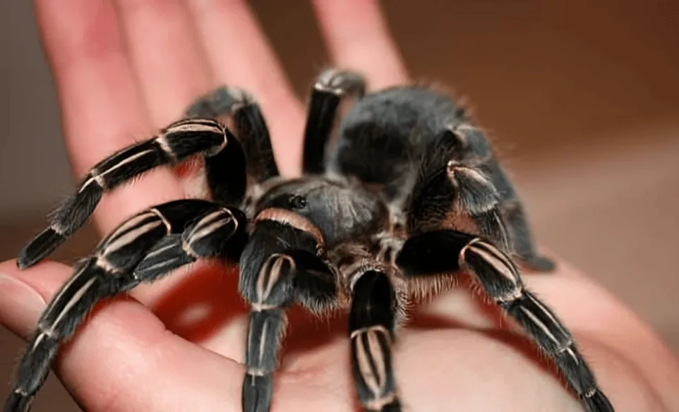 20306 zebra tarantula defensive