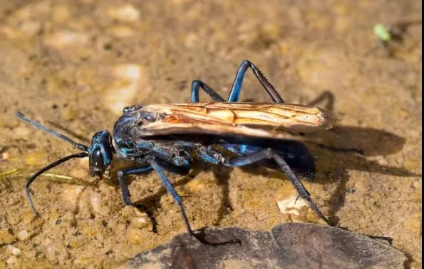 20306 zebra tarantula feeding