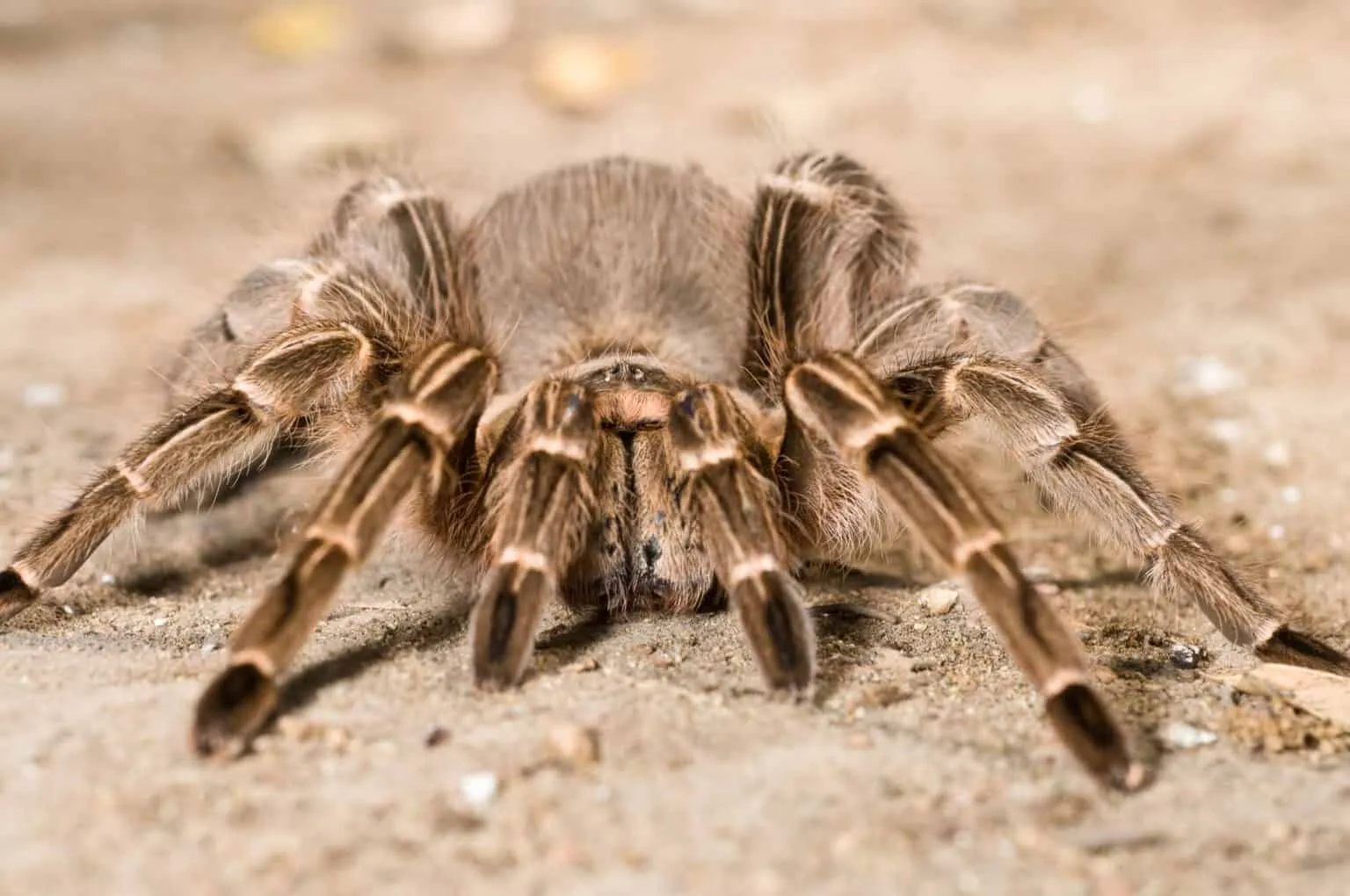 /img/20306-zebra-tarantula-size.webp