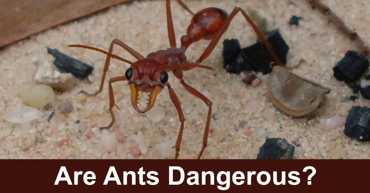 20307 ant barrier for tarantulas