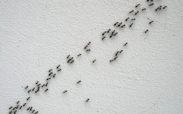 20307 ants attacking tarantula