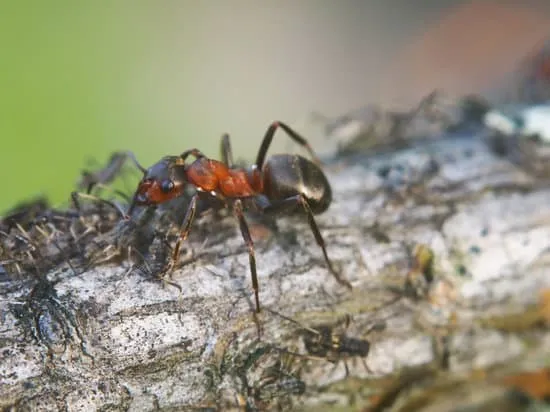 20307 ants vs tarantula size comparison