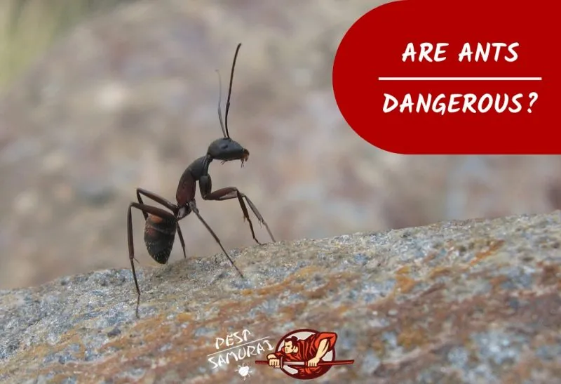 20307 tarantula with ant bite