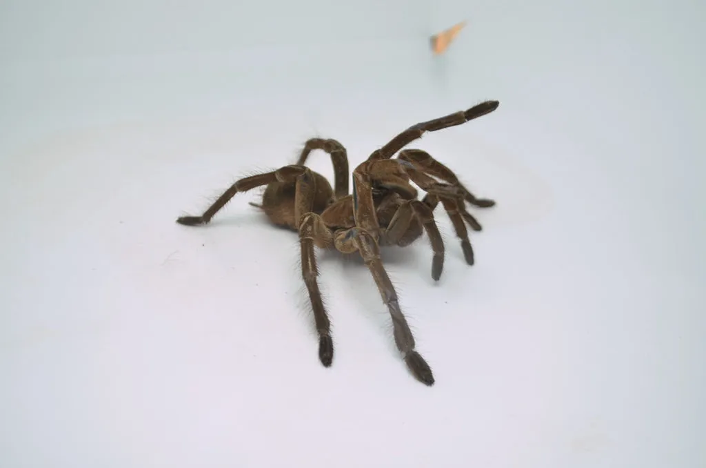 20309 goliath birdeater 2