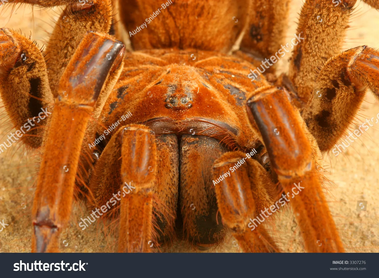 /img/20309-tarantula-hawk-eating.webp