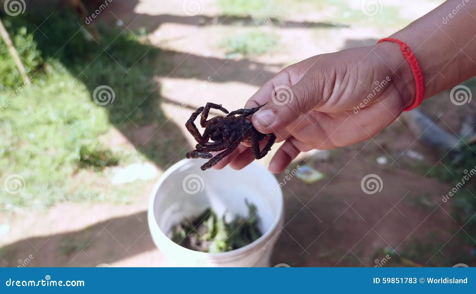 20314 deep fried tarantula image4