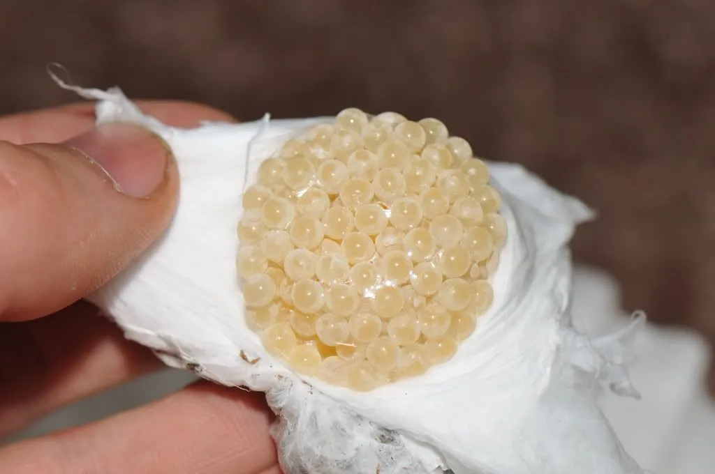 20315 feeding tarantula insect eggs