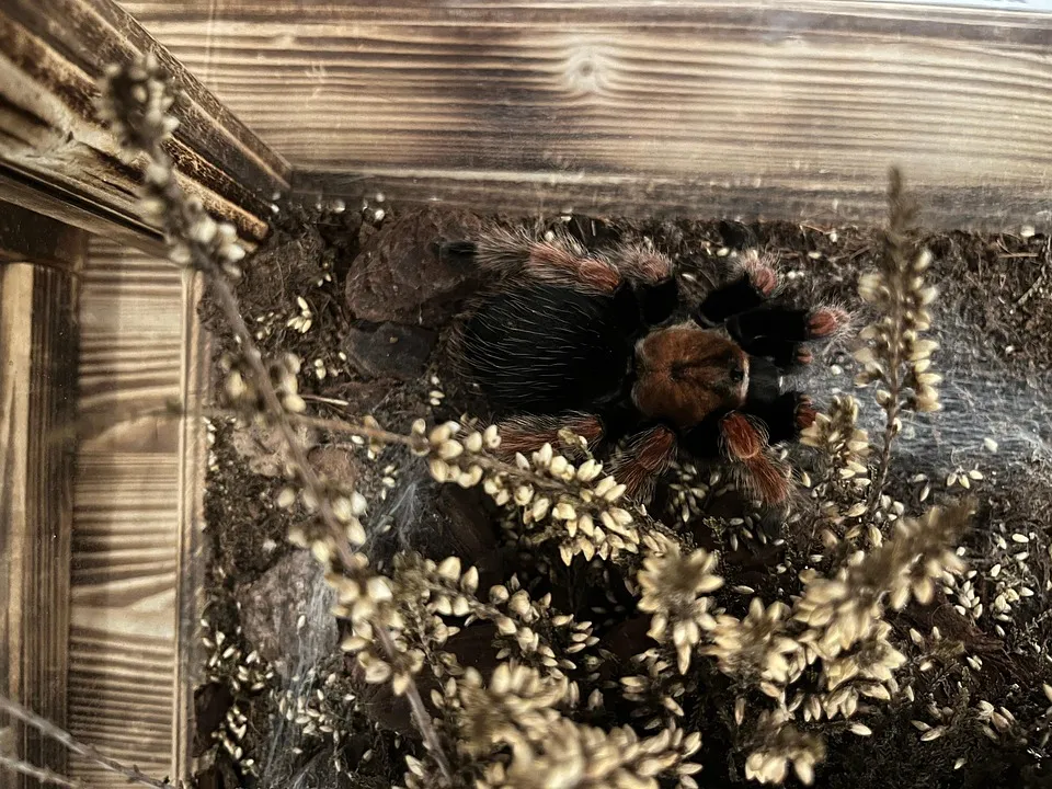 20315 insect eggs closeup