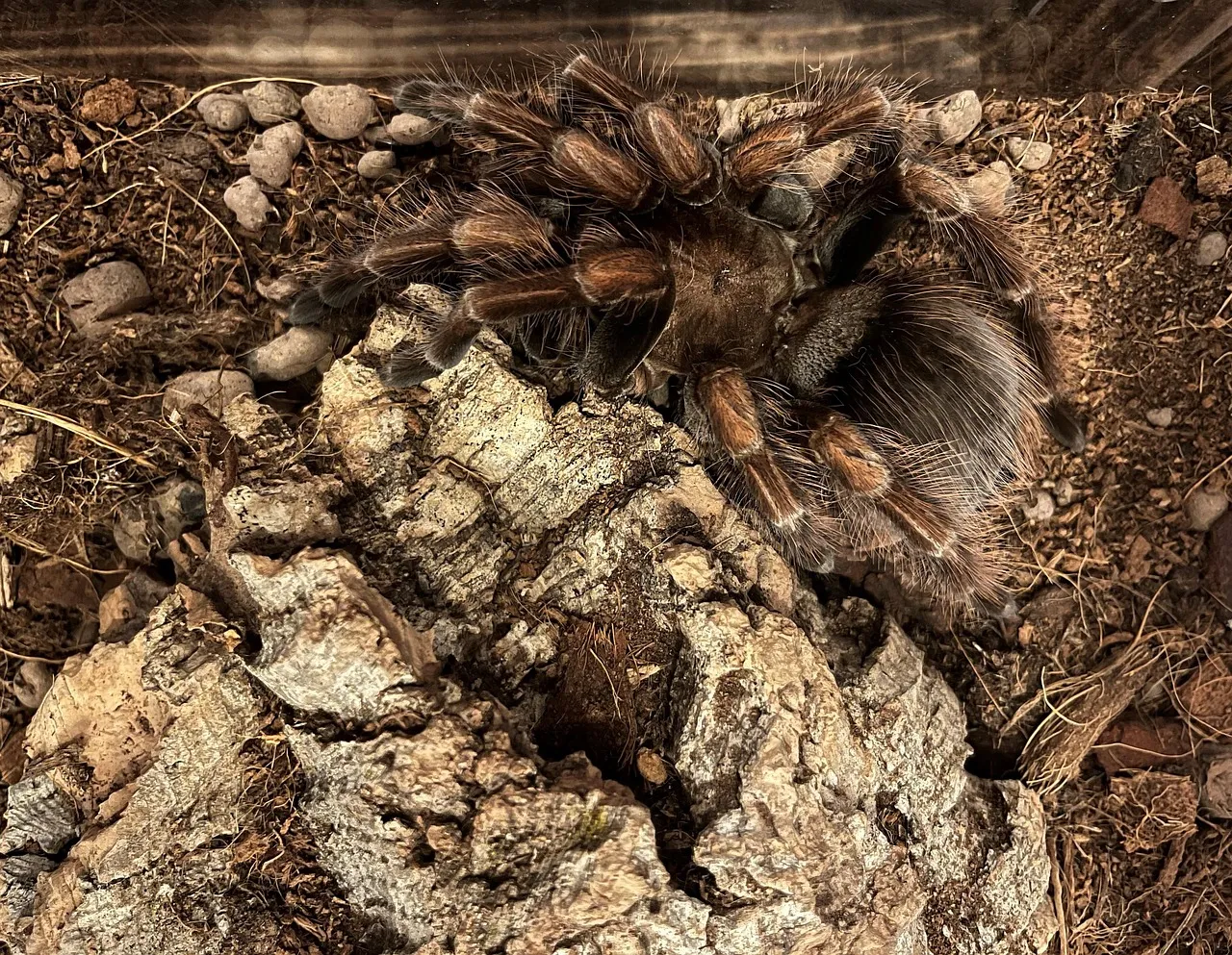 20315 types of insect eggs