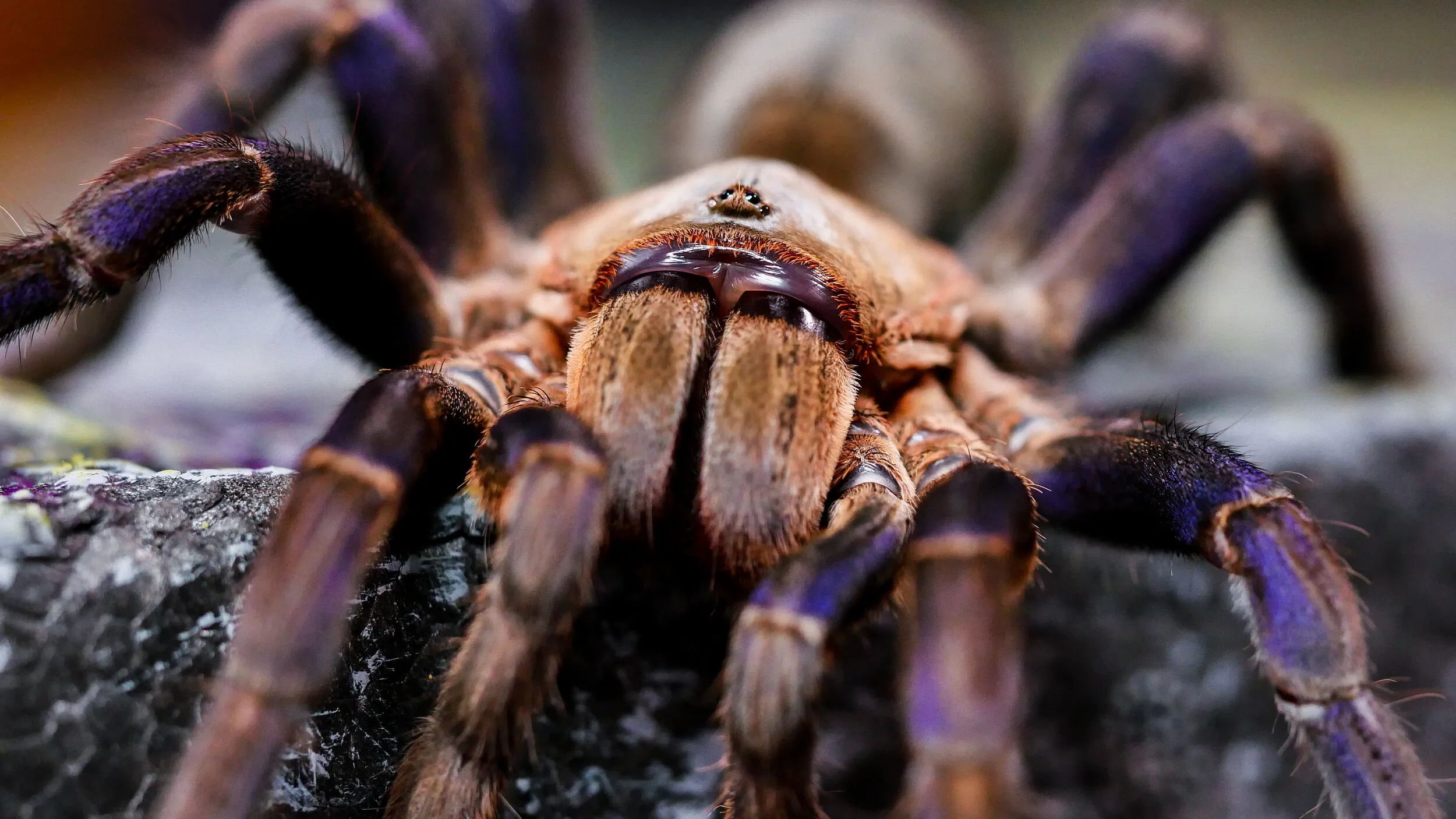 20316 tarantula feeding
