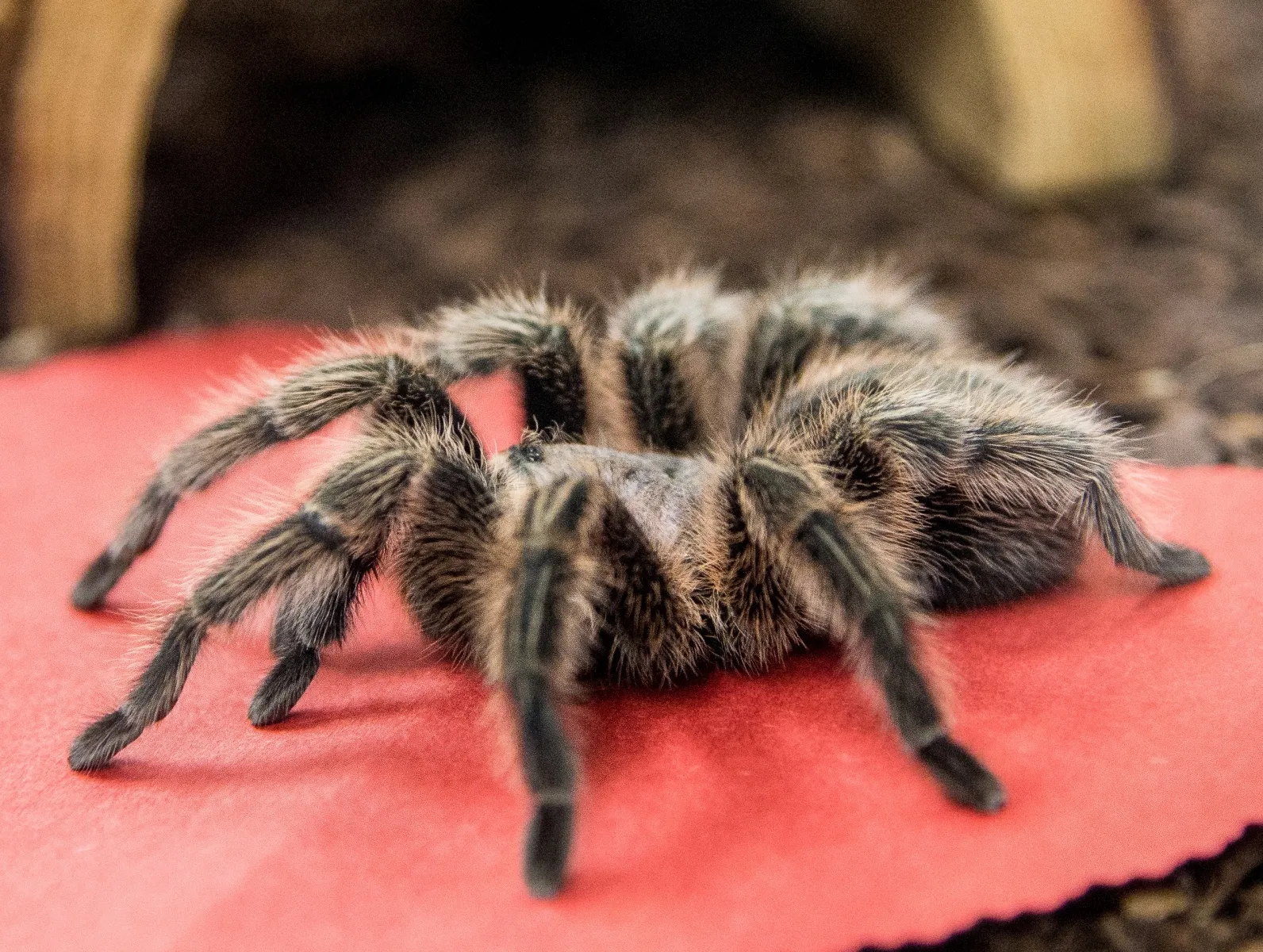 20316 tarantula molting